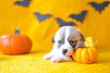 © Zuz - welsh corgi pembroke puppy halloween pumpkin