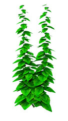 Wall Mural - 3D Rendering Wood Nettle on White