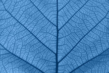 Extreme Close Up Texture Of Blue Toned Leaf Veins