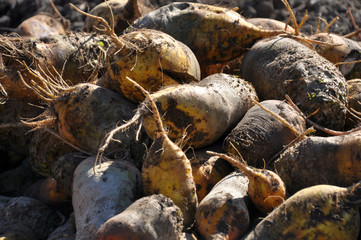 Wall Mural - In the field on the pile are fodder beets