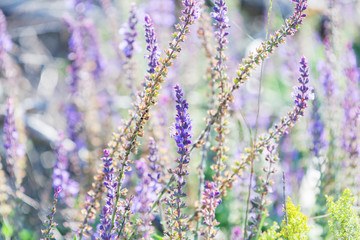 Lavender flowers on a summer meadow in a bright sunlight