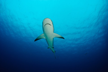 Canvas Print - Reef shark from below in calm blue sea