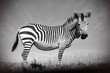 Glückliches Zebra Weibchen