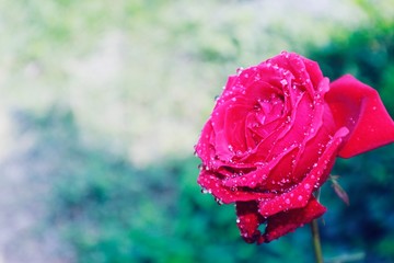 Wall Mural - Open fresh red rose and dew macro with green background.copy space for text.