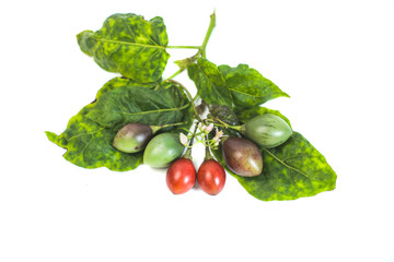 Wall Mural - Fresh Tamarillo (Solanum betaceum) fruits with leaves