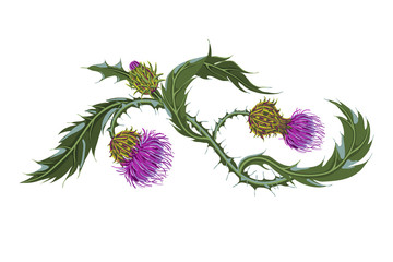 Hand drawn composition of a thistle flower. Milk Thistle isolated on white.