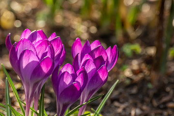 Wall Mural - Crocus, plural crocuses or croci. Iris family