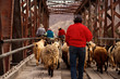 Older woman herded a flock of sheep and goats on a bridge in Tilcara, Jujuy, Argentina