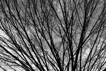 Barren Tree At Winter Time Background In Black And White