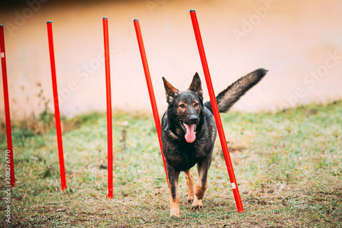 Fotografía German Shepherd Dog doing agility - running slalom
