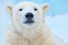 Polar Bear On White Background