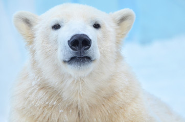 polar bear on white background