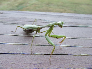 Closeup of a praying mantis insect