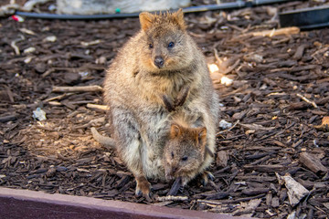 wild exotique animals