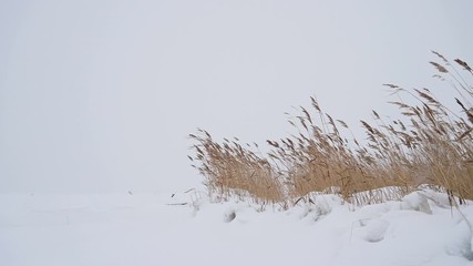 Wall Mural - grass in the snow in winter. a cold wind blows, tpava sways in the wind.