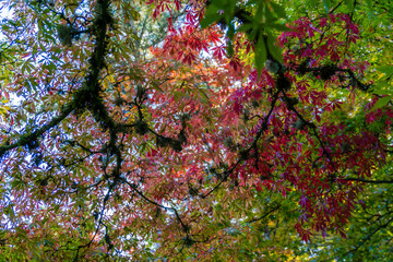 Branches And Red Leaves 2