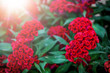 Celosia cristata red twisted flowers background. Blossom floral photo.