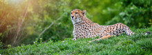 Cheetah Resting In Green Grass In Africa (Acinonyx Jubatus).