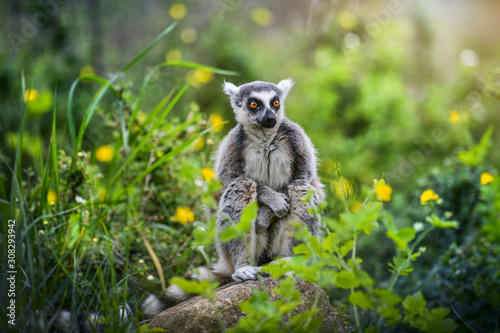 Lemur the beautiful monkey animal of Madagascar detail. Canvas Print