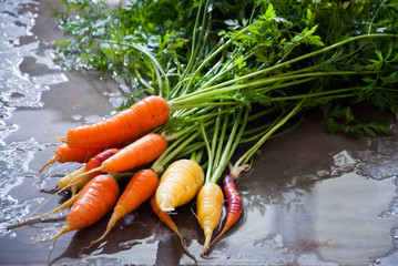 Homegrown organic multicolor carrots with green leaves 