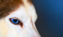Red Haired Dog With Blue Eyes Close Up, Husky On Blue Background