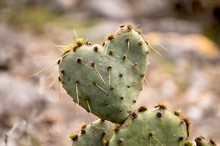Close Up Of A Heart Shaped Cactus