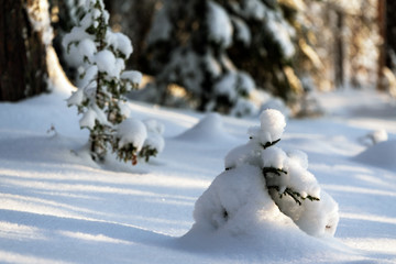 Wall Mural - Winter forest with snowy trees, focus on snowy spruce tree sapling in foreground