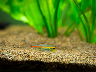 tetra growlight (Hemigrammus Erythrozonus) in a fish tank