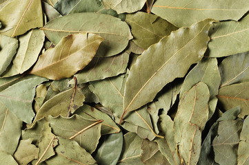 bay leaves background and texture