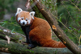 Fototapeta Zwierzęta - Cute red panda eating bamboo