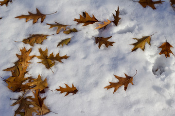 Wall Mural - close up texture background view of fallen oak leaves onto a blanket of white snow in winter
