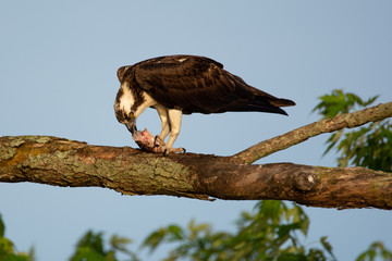 osprey eating fish in tree