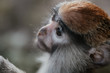 Smutna małpka w zoo