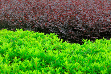 Canvas Print - Close-up of Greening Plants