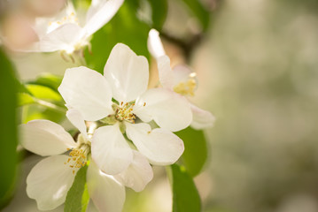 Apple tree blossom in spring in front of blurred background