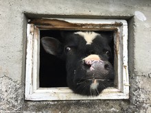 Cow Sticking Head Out Of Window At Farm In Iceland