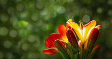 Orange Clivia Flowers Or Natal Lily On Green Background In A Garden