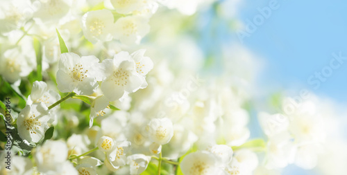 jasmine flowers in a garden Poster Mural XXL