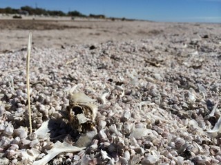 dead fish skeletons and bones on the shore of the salton sea in southern california