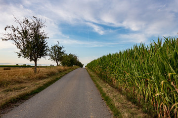 Wall Mural - empty road in rural landscape next to agricultural corn field and trees against cloudy sky in summer in Möckmühl, Germany.  Asphalt road in countryside with diminishing perspective against horizon