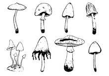 Hand Drawn Vector Graphic Illustration. Collection Of Different Poisonous Mushrooms. Vintage Botanical Set In Engraving Style. Decorative Black Outline Elements Isolated On White For Your Design.