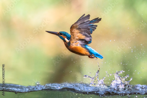 Fotomural Common European Kingfisher emerging abstract