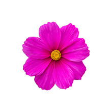 Cosmos Flower Bright Pink Isolated On A White Background. Fresh Cosmos Flower Blossom Top View Isolate