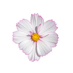 Wall Mural - Cosmos flower blossom white isolated on white background. Fresh natural blooming cosmos flower top view isolate