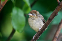 Eurasian Blackcap Sylvia Atricapilla Juvenile Portrait Sitting On Branch Of Bush. Cute Baby Forest Songbird In Wildlife