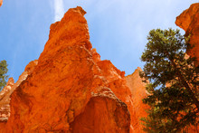 Orange Rock In Bryce Canyon Utah