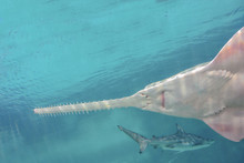 Sawfish Is Now Considered A Critically Endangered Species