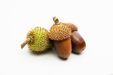 Close up shot two dry and one green acorns on a white background.