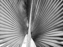 Arty Black And White Closeup Picture Of Palm Leaves, Abstract Pattern, Nature Background