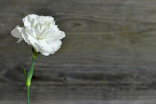 White Carnation Flower On Wooden Background